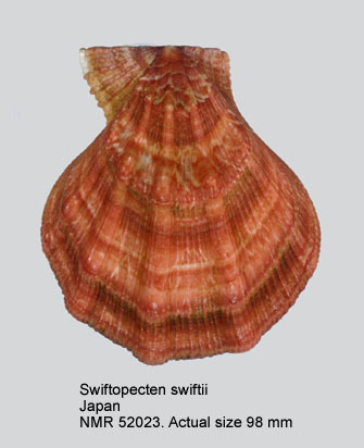 Swiftopecten swiftii.jpg - Swiftopecten swiftii(Bernardi,1858)
